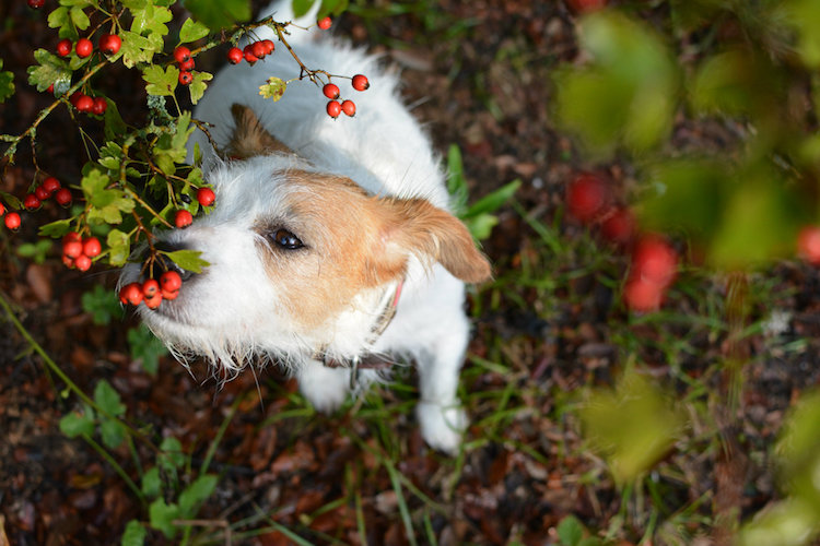 Common Plants That Can Be A Threat To Your Pet