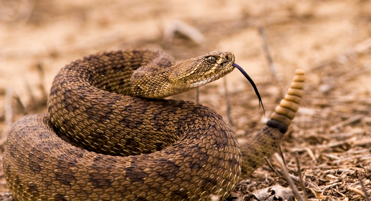 Want To Take A Rattlesnake Class?
