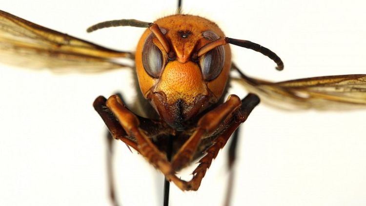 Are Murder Hornets Making Their Way To Arizona?