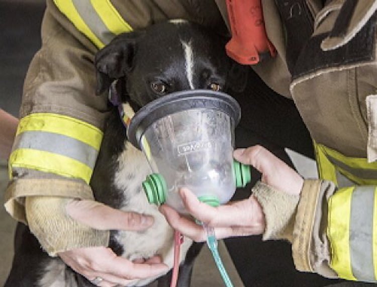 Fetch Foundation’s Fido Bags Help Arizona Firefighters Save Animals’ Lives