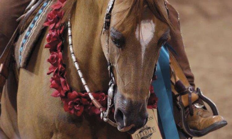 World’s Largest Arabian Horse Show Returns to Scottsdale