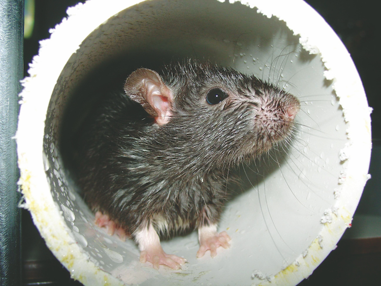 Rats Entering Arizona Homes Through Sewers and Chewed Pipes