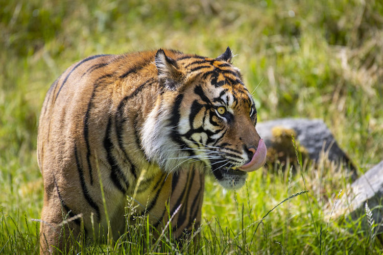 Phoenix Zoo Adds 3-Year-Old Sumatran Tiger