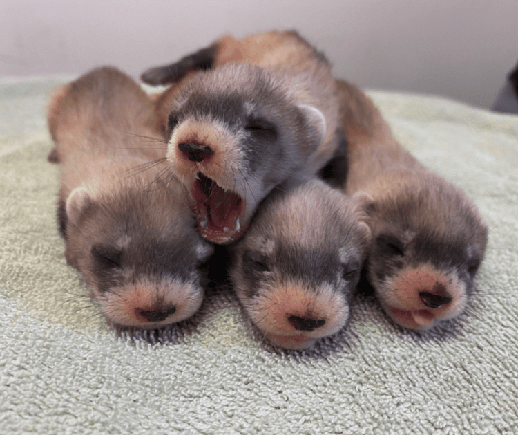 Five Litters Of Endangered Black-Footed Ferrets Born At The Phoenix Zoo
