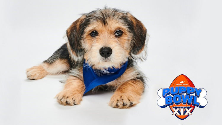 Phoenix Will Represent Team Fluff On Sunday In Animal Planet Puppy Bowl